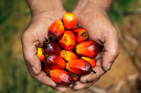 Indonesias Nickel Industry to Leapfrog Palm Oil