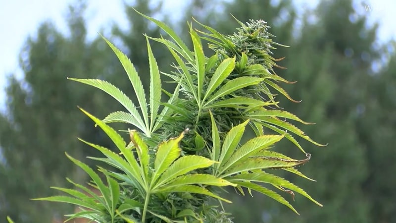  Hemp Crop Theft Incidents Rise in Harvest Season in America